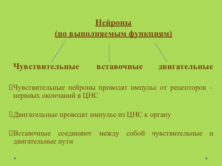 Нейроны (по выполняемым функциям) Чувствительные вставочные двигательные Чувствительные нейроны проводят