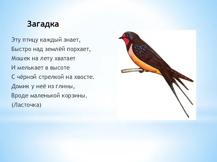 Загадка Эту птицу каждый знает, Быстро над землёй порхает, Мошек