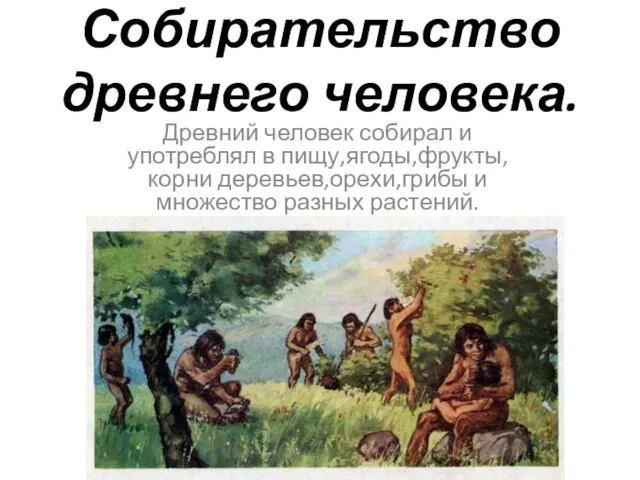 Собирательство древнего человека. Древний человек собирал и употреблял в пищу,ягоды,фрукты,корни деревьев,орехи,грибы и множество разных растений.