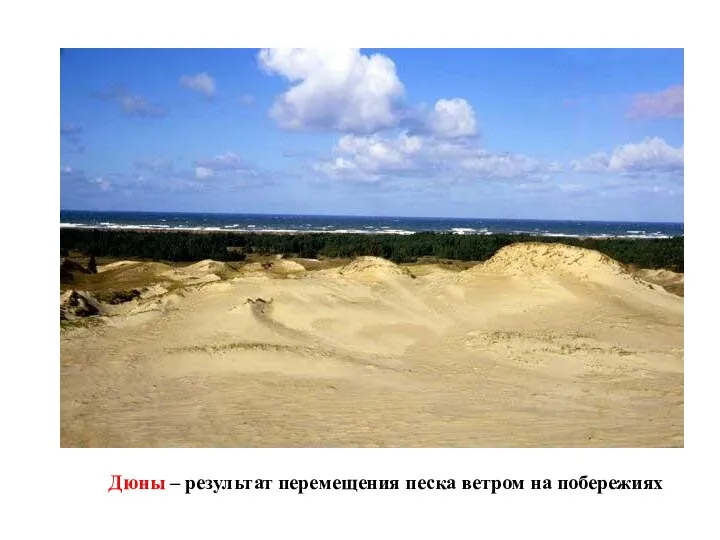 Дюны – результат перемещения песка ветром на побережиях