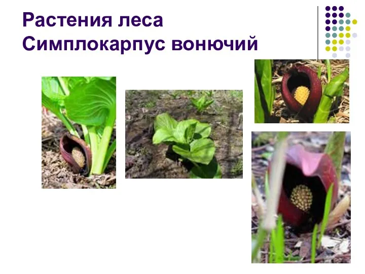 Растения леса Симплокарпус вонючий