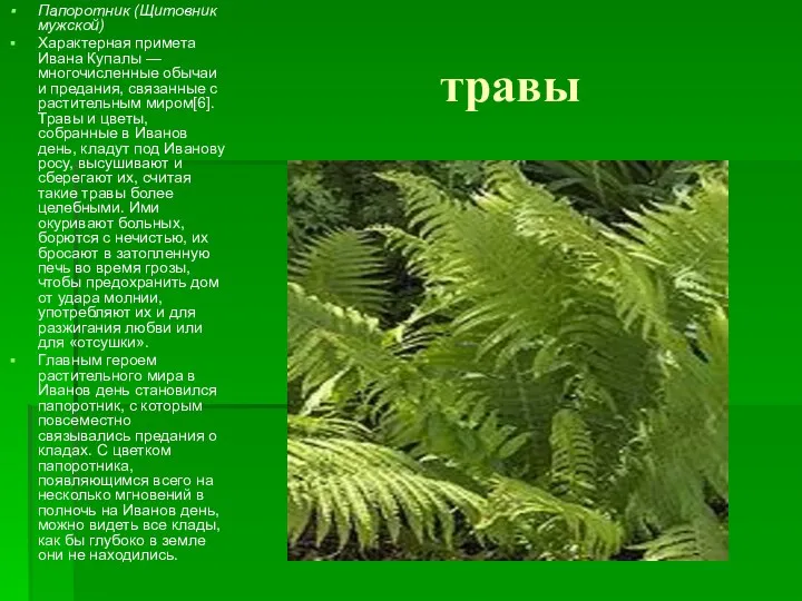 травы Папоротник (Щитовник мужской) Характерная примета Ивана Купалы — многочисленные