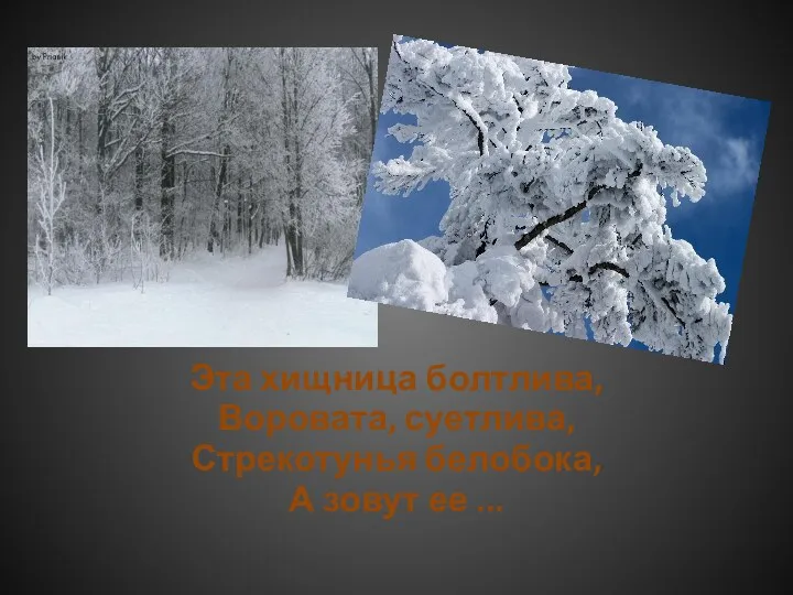 Эта хищница болтлива, Воровата, суетлива, Стрекотунья белобока, А зовут ее ...