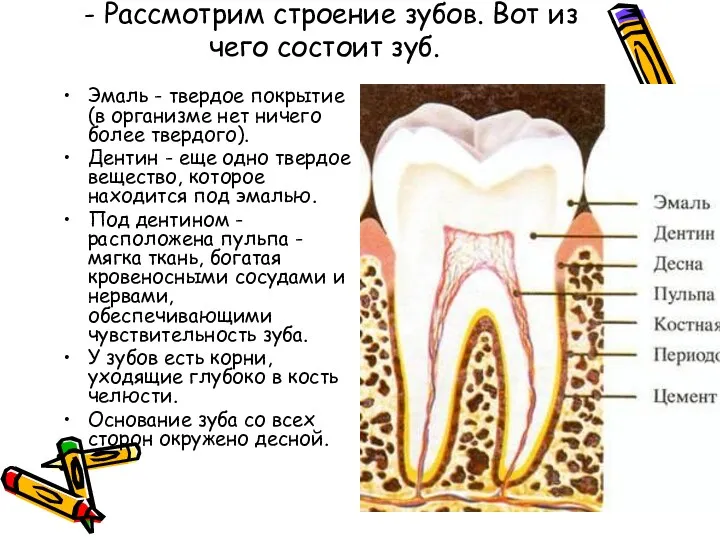 - Рассмотрим строение зубов. Вот из чего состоит зуб. Эмаль - твердое покрытие