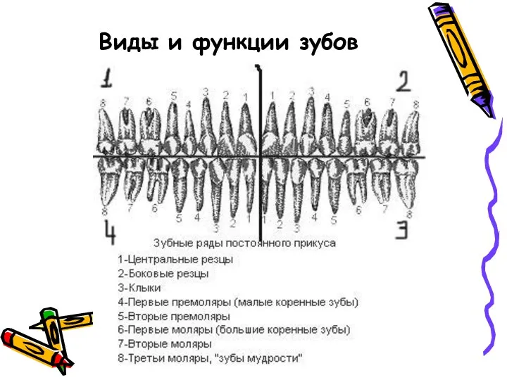 Виды и функции зубов
