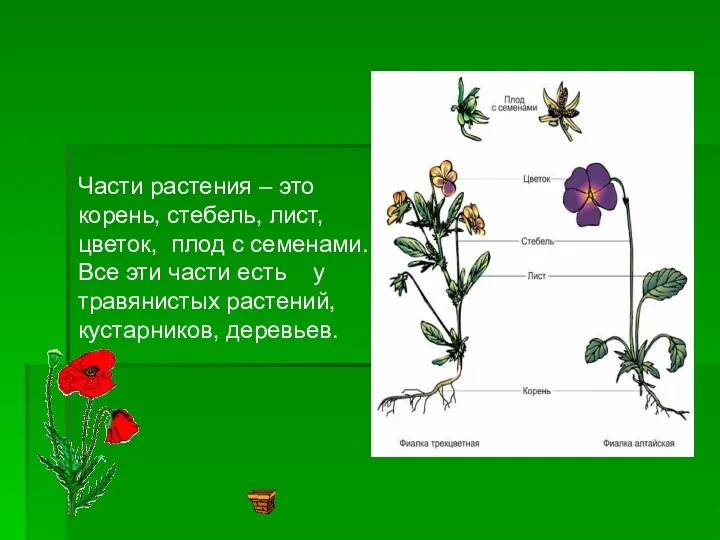 Части растения – это корень, стебель, лист, цветок, плод с