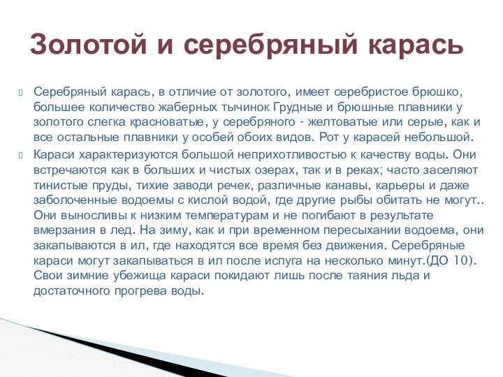 Серебряный карась, в отличие от золотого, имеет серебристое брюшко, большее