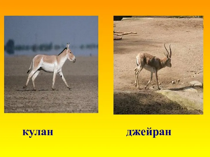 кулан джейран