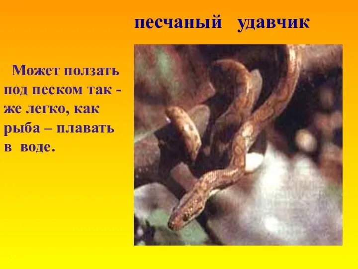 Может ползать под песком так -же легко, как рыба – плавать в воде. песчаный удавчик