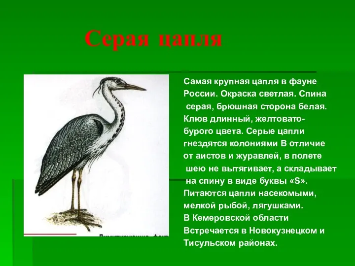 Серая цапля Самая крупная цапля в фауне России. Окраска светлая.