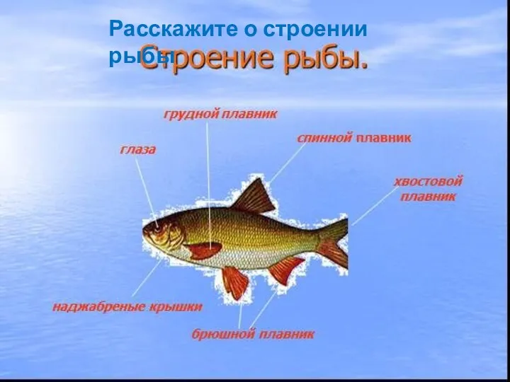 Расскажите о строении рыбы