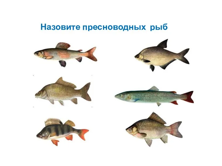Назовите пресноводных рыб