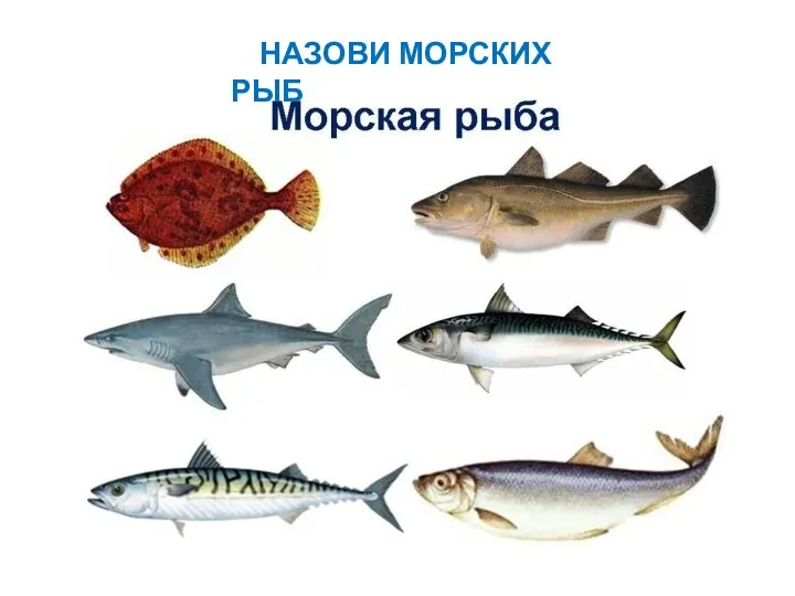 НАЗОВИ МОРСКИХ РЫБ