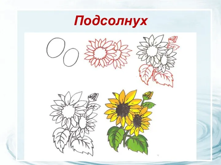 Подсолнух