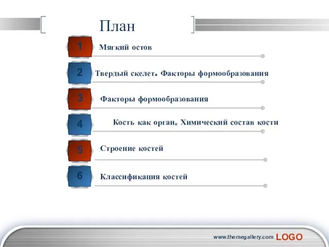 www.themegallery.com План Мягкий остов 2 2 4 Кость как орган.