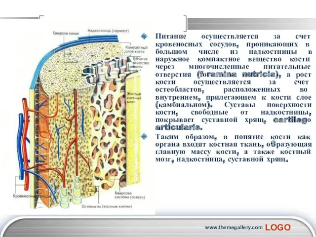 www.themegallery.com Питание осуществляется за счет кровеносных сосудов, проникающих в большом