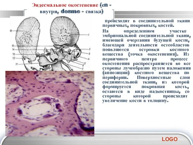 Эндесмальное окостенение (еn - внутри, desme - связка) происходит в