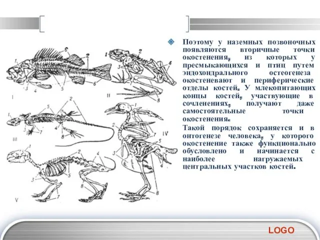 Поэтому у наземных позвоночных появляются вторичные точки окостенения, из которых