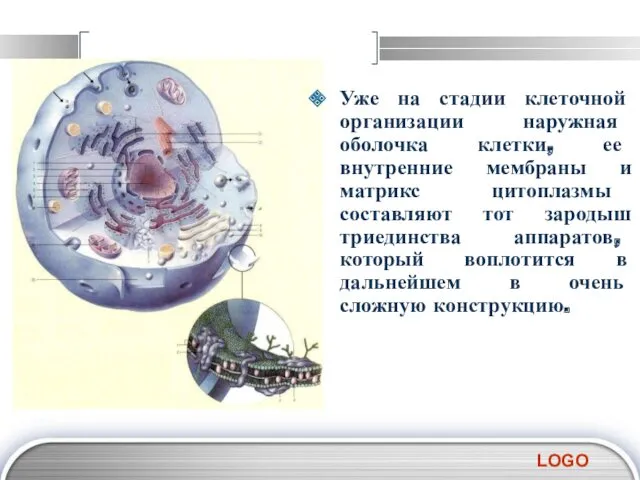 Уже на стадии клеточной организации наружная оболочка клетки, ее внутренние