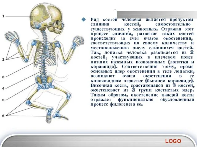 Ряд костей человека является продуктом слияния костей, самостоятельно существующих у