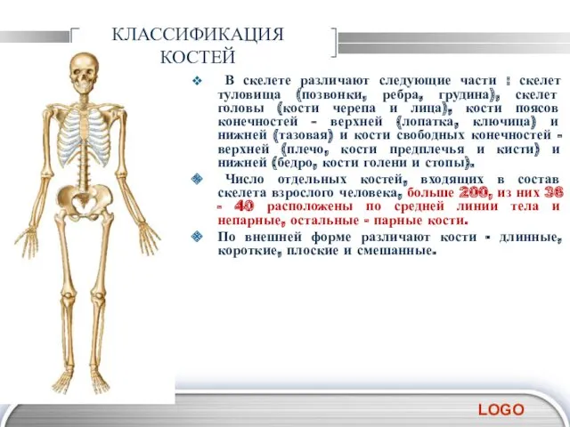 КЛАССИФИКАЦИЯ КОСТЕЙ В скелете различают следующие части : скелет туловища