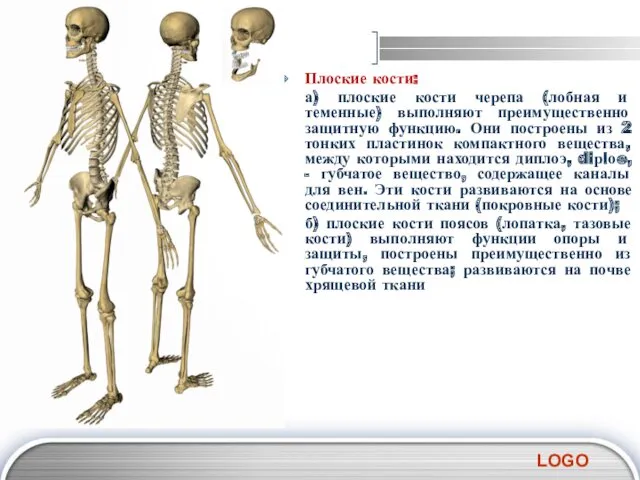 Плоские кости: а) плоские кости черепа (лобная и теменные) выполняют
