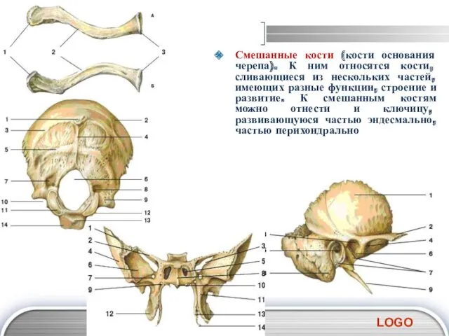 Смешанные кости (кости основания черепа). К ним относятся кости, сливающиеся
