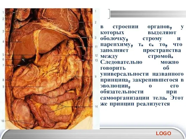 в строении органов, у которых выделяют оболочку, строму и паренхиму,