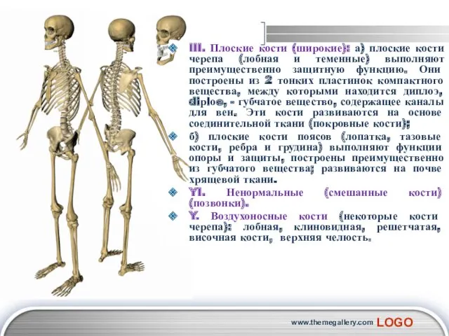 III. Плоские кости (широкие): а) плоские кости черепа (лобная и