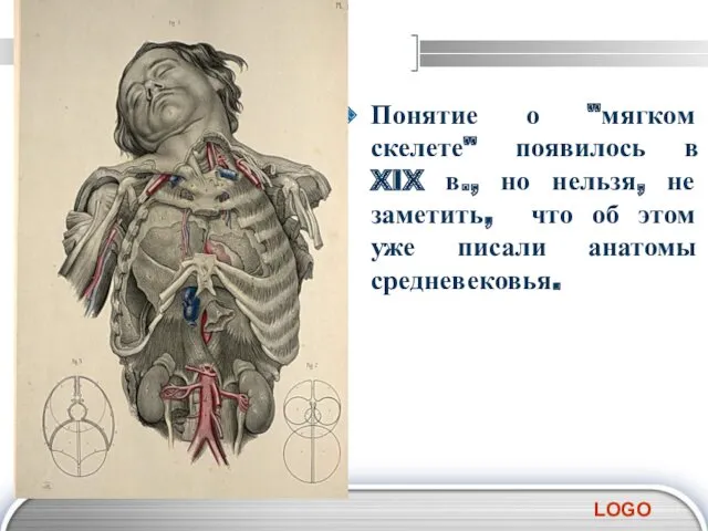 Понятие о "мягком скелете" появилось в XIX в., но нельзя,