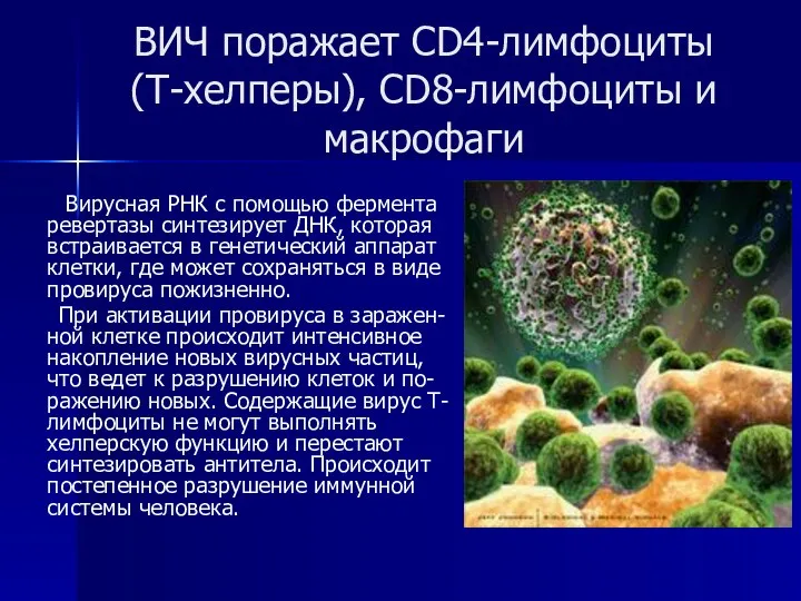 ВИЧ поражает CD4-лимфоциты (Т-хелперы), CD8-лимфоциты и макрофаги Вирусная РНК с