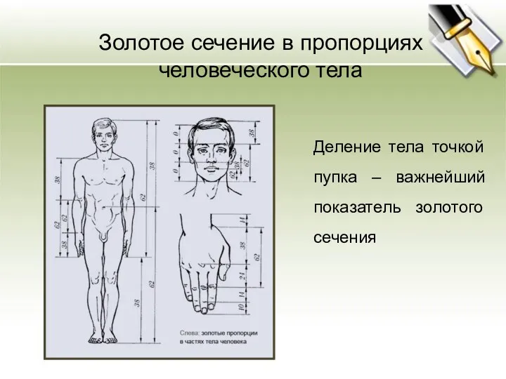 Золотое сечение в пропорциях человеческого тела Деление тела точкой пупка – важнейший показатель золотого сечения