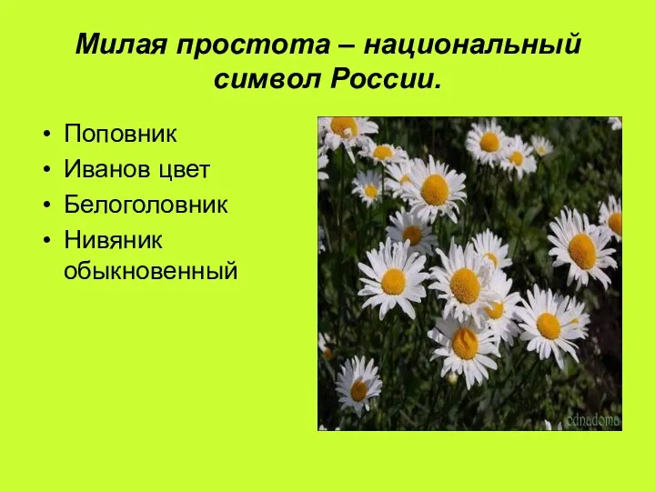 Милая простота – национальный символ России. Поповник Иванов цвет Белоголовник Нивяник обыкновенный