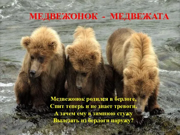 Медвежонок родился в берлоге, Спит теперь и не знает тревоги. А зачем ему