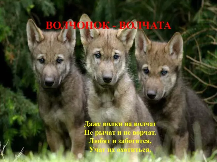 ВОЛЧОНОК - ВОЛЧАТА Даже волки на волчат Не рычат и не ворчат. Любят