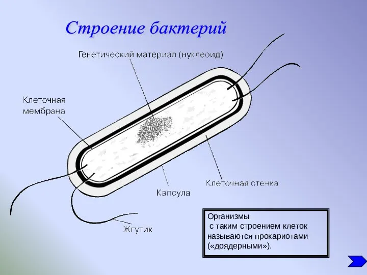 Организмы с таким строением клеток называются прокариотами («доядерными»). Строение бактерий