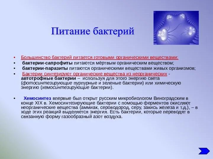 Большинство бактерий питается готовыми органическими веществами: бактерии-сапрофиты питаются мёртвым органическим