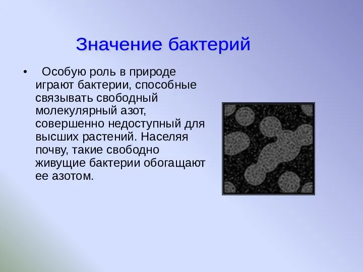 Особую роль в природе играют бактерии, способные связывать свободный молекулярный