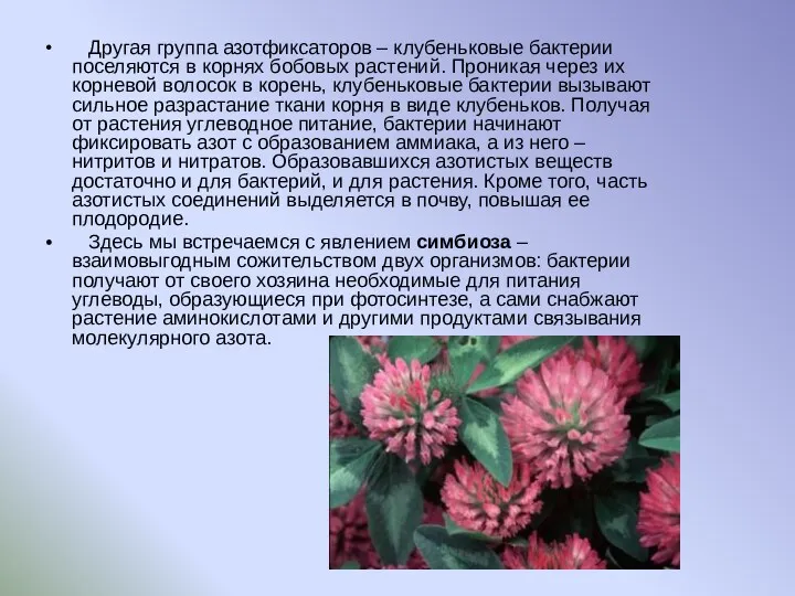 Другая группа азотфиксаторов – клубеньковые бактерии поселяются в корнях бобовых