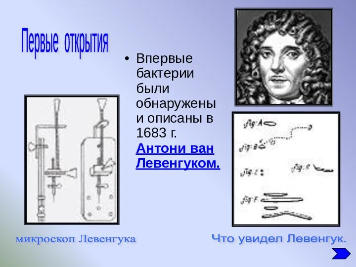 Впервые бактерии были обнаружены и описаны в 1683 г. Антони ван Левенгуком. Первые