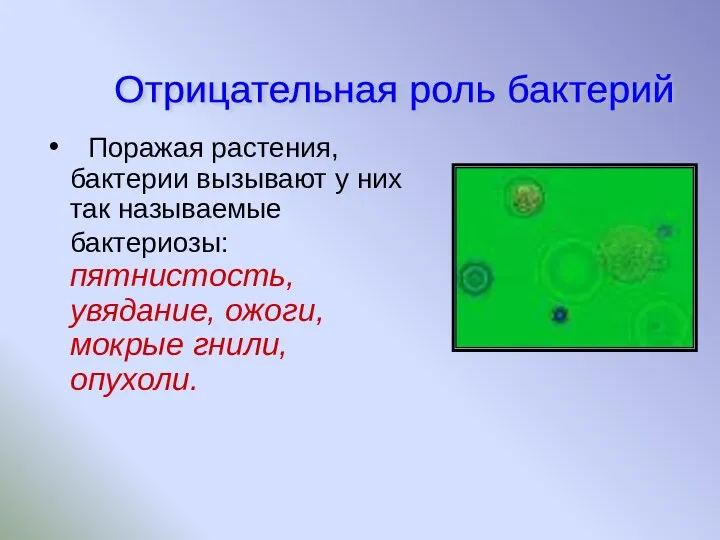 Поражая растения, бактерии вызывают у них так называемые бактериозы: пятнистость, увядание, ожоги, мокрые