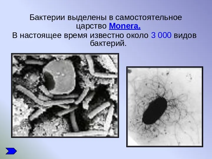 Бактерии выделены в самостоятельное царство Monera. В настоящее время известно около 3 000 видов бактерий.