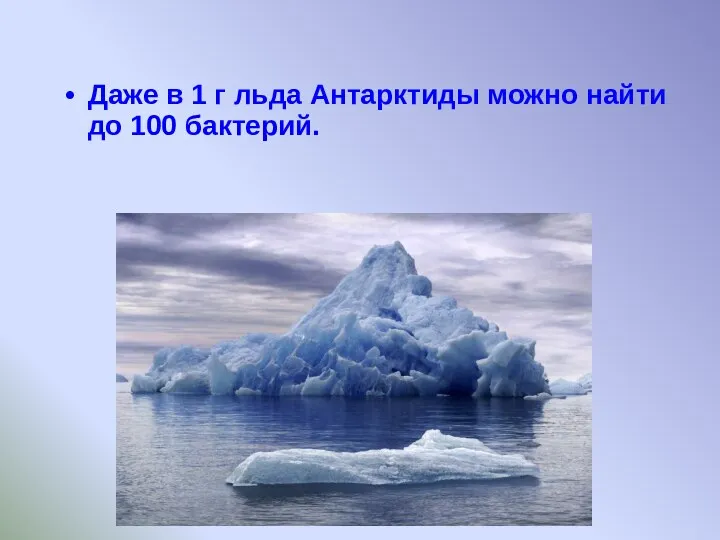 Даже в 1 г льда Антарктиды можно найти до 100 бактерий.