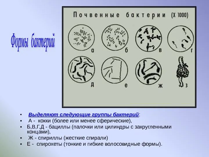 Выделяют следующие группы бактерий: А - кокки (более или менее