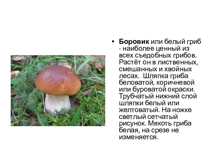Боровик или белый гриб - наиболее ценный из всех съедобных