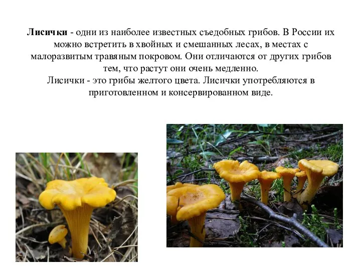 Лисички - одни из наиболее известных съедобных грибов. В России
