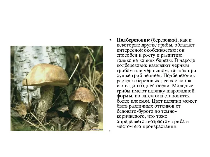 Подберезовик (березовик), как и некоторые другие грибы, обладает интересной особенностью: