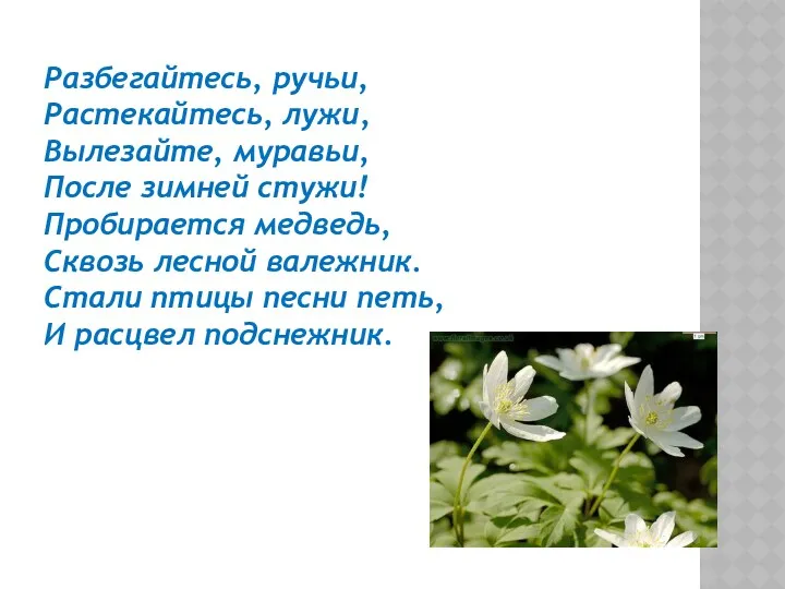 Разбегайтесь, ручьи, Растекайтесь, лужи, Вылезайте, муравьи, После зимней стужи! Пробирается