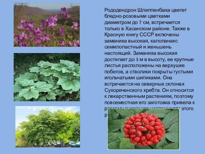 Рододендрон Шлиппенбаха цветет бледно-розовыми цветками диаметром до 7 см, встречается