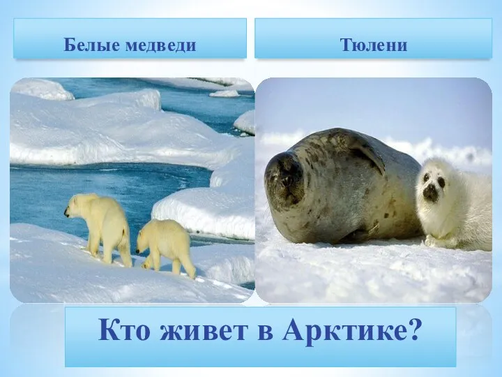 Белые медведи Тюлени Кто живет в Арктике?